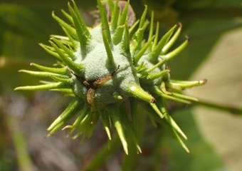 PA280792a.jpg